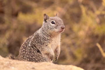 Naklejka na ściany i meble Desert portrait, a California Ground Squirrel (Otospermophilus beecheyi). Small rodent poised in a in the dry dirt and sand, arid desert landscape is warm and sunlit 
