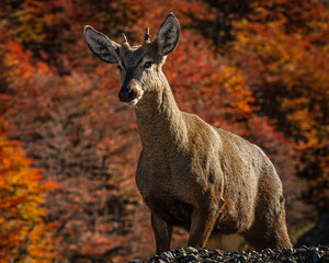 huemul