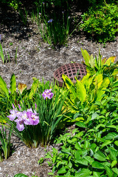 Stormwater drain in a garden water retention area, iris flowers blooming along with fresh foliage growth
