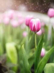 Beautiful pink tulip