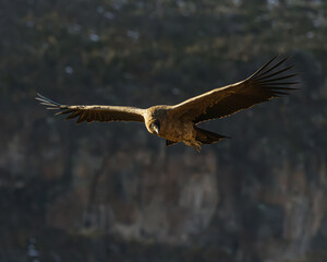 juvenile condor
