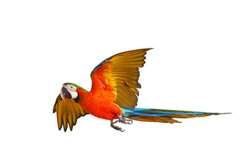 Colorful flying parrot isolated on transparent background png file