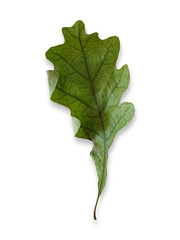 Curled and dried oak leaf isolated on white background.