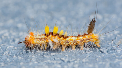 Fototapeta premium Close up a colourful hairy poisonous caterpillar on floor, Cement floor, Selective focus.
