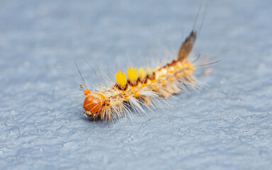 Close up a colourful hairy poisonous caterpillar on floor, Cement floor, Selective focus.