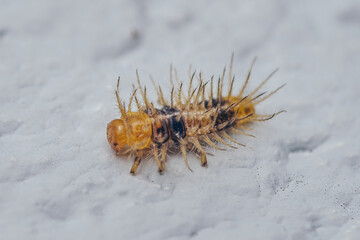 Close up a colourful hairy poisonous caterpillar on floor, Cement floor, Selective focus.