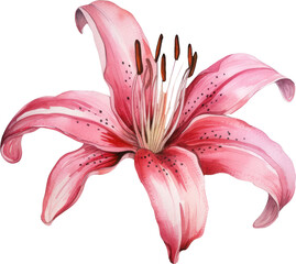 Lily flower watercolor illustration. Generative AI