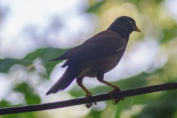Maina bird (locust starling) at the feeder