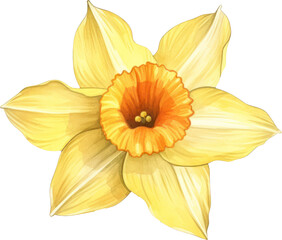 Obraz na płótnie Canvas Daffodil flower watercolor illustration. Generative AI