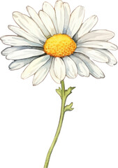 Daisy flower watercolor illustration. Generative AI