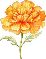 Marigold flower watercolor illustration. Generative AI