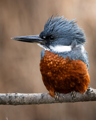 Kingfisher