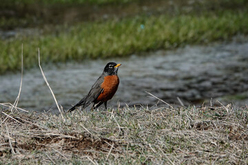 An American Robin searches the creek bank for a meal