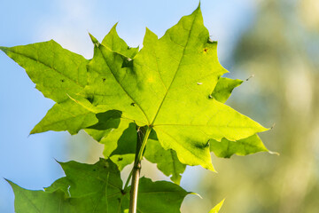 Summer branches of maple tree with fresh green leaves