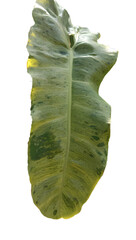 philodendron paraiso verde variegated leaf, Separate Leaf Philodendron Plant Isolated on White...