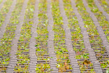 Fototapeta premium Green grass growing through the cobble stones, outdoor garden flooring background photo texture