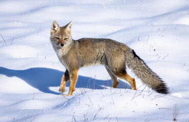fox in the snow