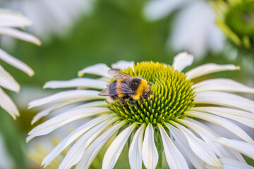 A closeup shot of a bee collecting pollen on a white echinacea flower