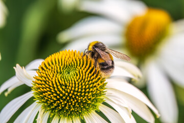 A closeup shot of a bee collecting pollen on a white echinacea flower
