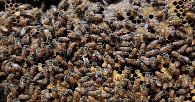 Bees on hexagonal honey comb, Queen bee in the middle.
