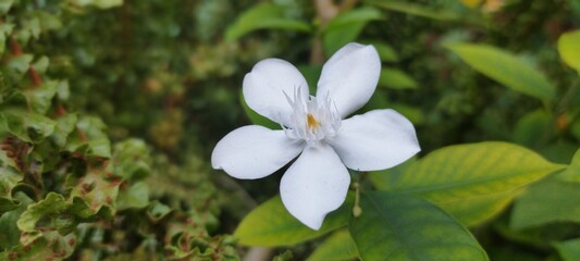 flowers in the garden