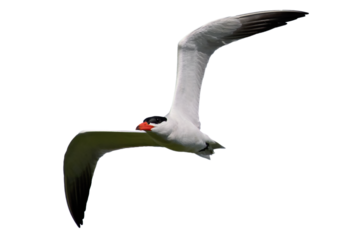 Caspian tern (Hydroprogne caspia)