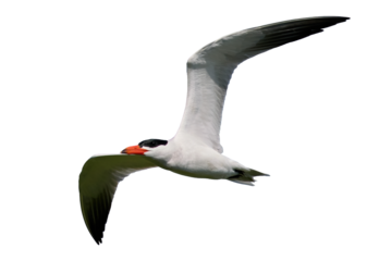Caspian tern (Hydroprogne caspia)