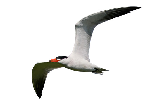 Caspian tern (Hydroprogne caspia)