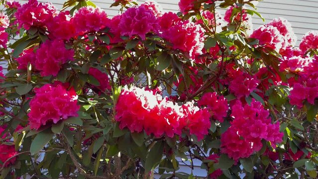 Bottom view of pink rhododendron bush swaying in the wind near the house