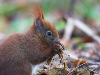 Eurasian red squirrel (Sciurus vulgaris) © dennisjacobsen
