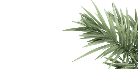 isolated coconut palm leaves on transparent background
