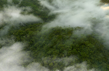 Aerial view of dark green forest with misty clouds. The rich natural ecosystem of rainforest concept of natural forest conservation and reforestation