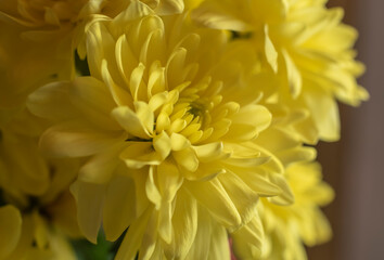close-up of the yellow petals of a chrysanth flower