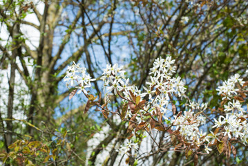 close-up of the blossoms of a juneberry shrub