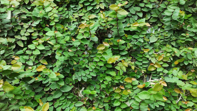Photograph of gray and white wooden walls with uneven surfaces There are green leaves as vines creeping through. The close-up of the leaves is clearly visible as a refreshing textured background.