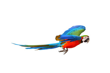Colorful flying parrot isolated on transparent background png file