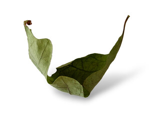 The side view of a dry and curled oak leaf isolated on transparent background.