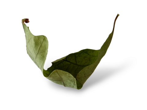 The side view of a dry and curled oak leaf isolated on transparent background.