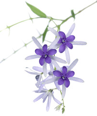 Fototapeta na wymiar Purple wreath or Queen's wreath or Sandpaper vine medium closeup hanging on white background