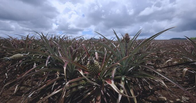 Young Pineapple Fruits On A Plantation, Mauritius