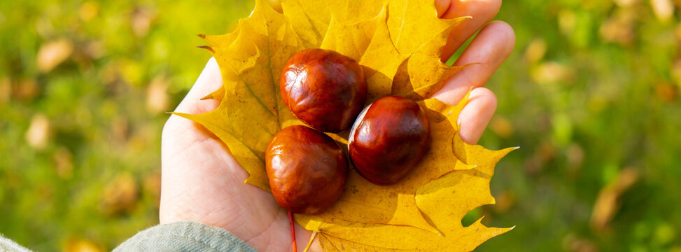 Woman holding Fall autumnal maple yellow leaf and chestnuts next to autumn nature. Unite with nature cottagecore Mindfulness and relax, being mindful, wellbeing, mental health. Girl collects bouquet