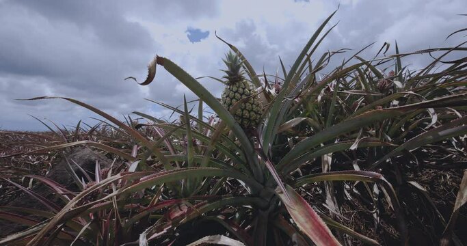 Young Pineapple Fruits On A Plantation, Mauritius