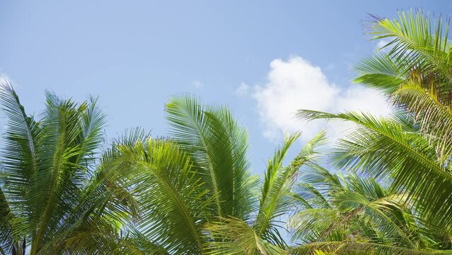 Coconut palm trees bottom view sun shining through branches sunny Brazil. Sky middle trees leaf India.