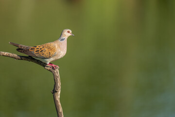 European turtle dove on a branch