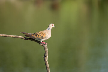 European turtle dove on a branch