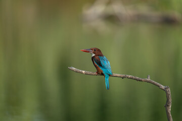 kingfisher on branch