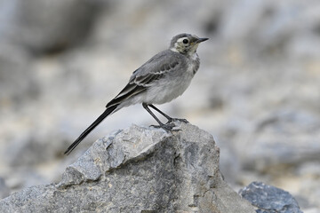 young White wagtail // junge Bachstelze (Motacilla alba) 