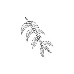 Hand drawn coffee branch with berries and leaves, isolated vector illustration on white background.