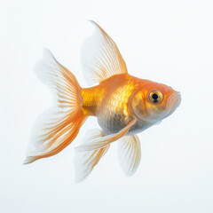 Goldfish on white background. 3D illustration digital art design, generative AI