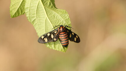 butterfly on leaf